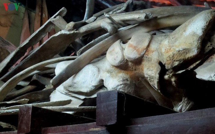 Gros plan sur la plus grande carcasse de baleine d’Asie du Sud-Est - ảnh 9